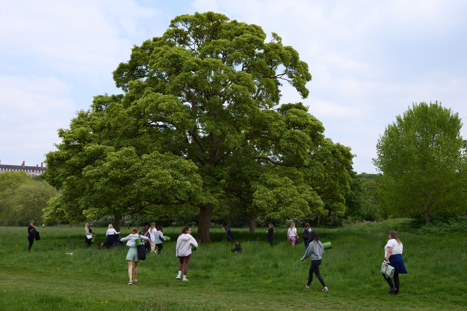 A group walking in the foreground beneath a large tree